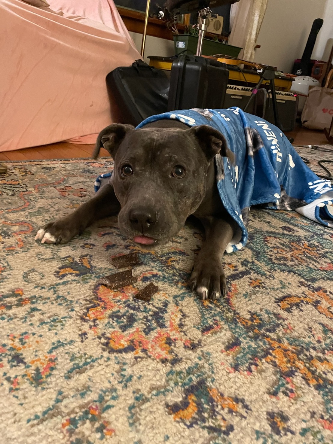 Jess's dog wrapped in a blue blanket, on a colorful rug